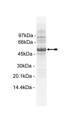 Eurofins DiscoverX Met (M1268T) Protein, Active 10 &mu;g | Buy Online | Eurofins DiscoverX | Fisher Scientific